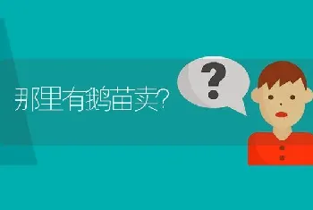 那里有鹅苗卖?