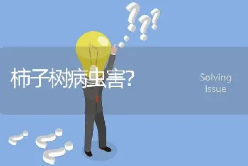 柿子树病虫害?