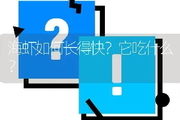 海虾如何长得快?它吃什么?