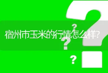 宿州市玉米的行情怎么样?