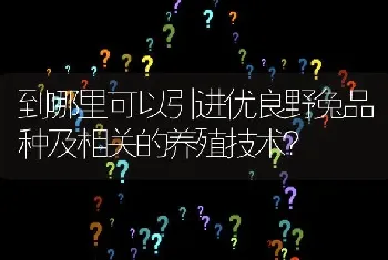 到哪里可以引进优良野兔品种及相关的养殖技术?