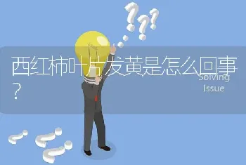 西红柿叶片发黄是怎么回事?