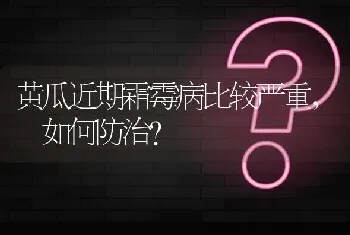 黄瓜近期霜霉病比较严重, 如何防治?