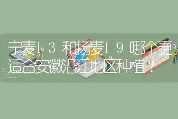 宁麦13和扬麦19哪个更适合安徽沿江地区种植?