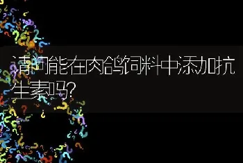 请问能在肉鸽饲料中添加抗生素吗?