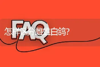 怎样区分雌雄白鸽?