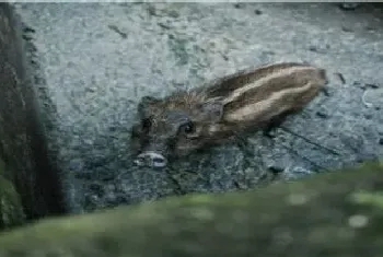 野猪习性