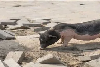 母猪能繁殖几年