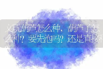 文玩葫芦怎么种