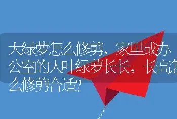 大绿萝怎么修剪