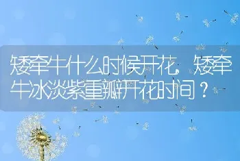 矮牵牛什么时候开花