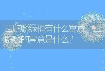 玉麒麟绿植有什么寓意