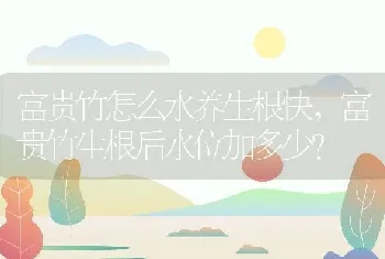 富贵竹怎么水养生根快