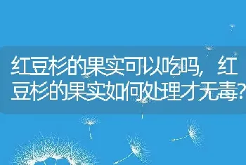 红豆杉的果实可以吃吗