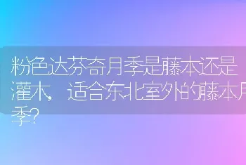 粉色达芬奇月季是藤本还是灌木