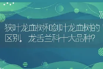 狭叶龙血树和剑叶龙血树的区别