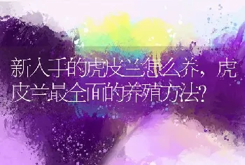 虎皮兰最全面的养殖方法