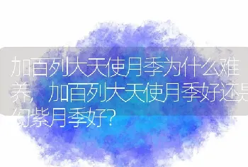 加百列大天使月季为什么难养