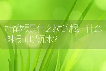 杜鹃根是什么树的根