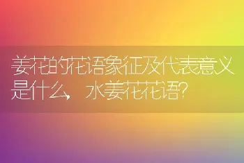 姜花的花语象征及代表意义是什么