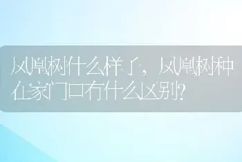 凤凰树什么样子