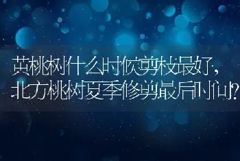 黄桃树什么时候剪枝最好