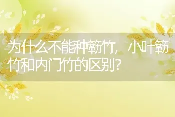 为什么不能种簕竹