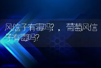 风信子有毒吗?