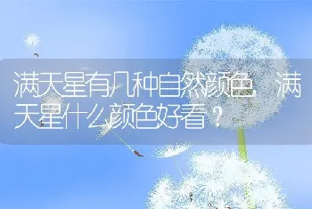 满天星什么颜色好看