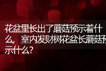 花盆里长出了蘑菇预示着什么