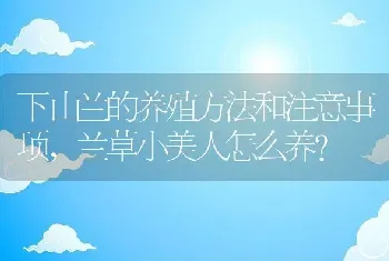 兰草小美人怎么养