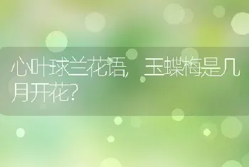 心叶球兰花语