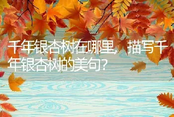 千年银杏树在哪里