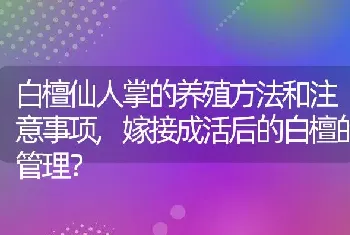 白檀仙人掌的养殖方法和注意事项