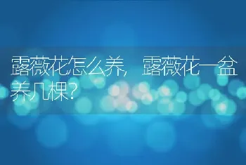 露薇花怎么养