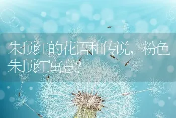 朱顶红的花语和传说