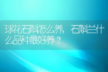 球花石斛怎么养