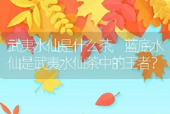 武夷水仙是什么茶