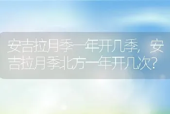 安吉拉月季一年开几季