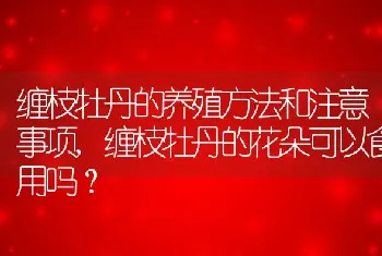 缠枝牡丹的养殖方法和注意事项