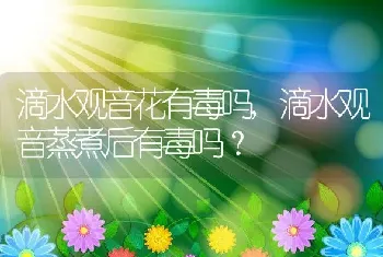 滴水观音蒸煮后有毒吗