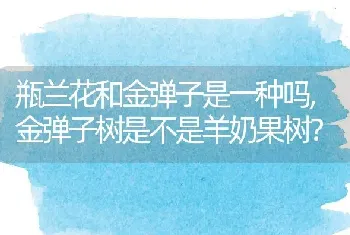 金弹子树是不是羊奶果树