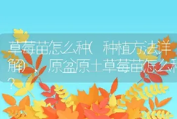 草莓苗怎么种(种植方法详解)