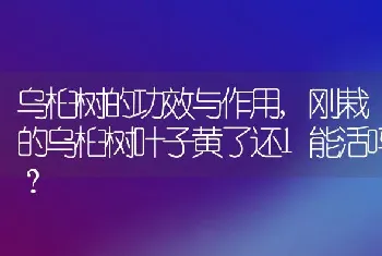 乌桕树的功效与作用