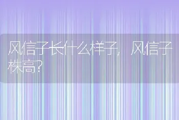 风信子长什么样子