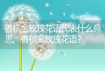 香槟金玫瑰花语代表什么意思