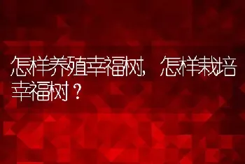 怎样养殖幸福树