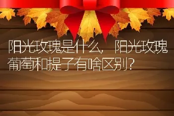 阳光玫瑰是什么