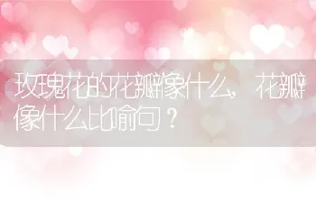 玫瑰花的花瓣像什么