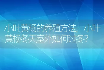 小叶黄杨的养殖方法